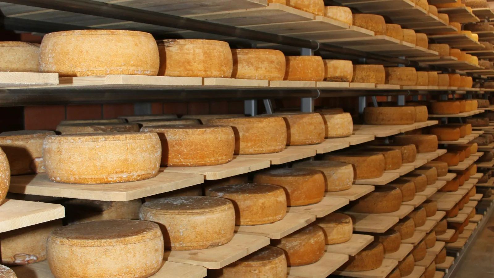 Wheels of aged Pecorino Romano PDO cheese stacked in a cheese ageing room