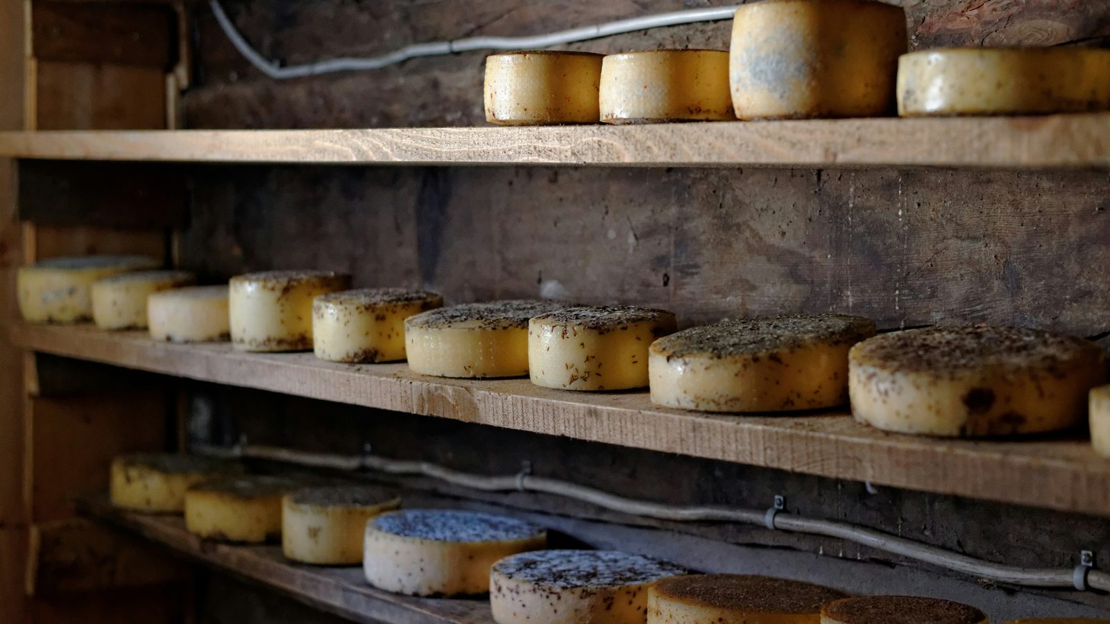 Rows of round cheese wheels maturing on wooden shelves in an alpine cheese cellar